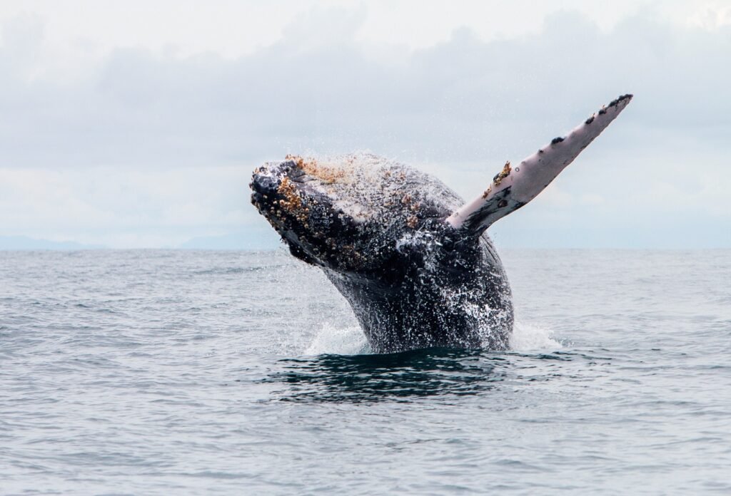Humanimal Tourism Colombia - Sustainable travel connecting humans animals nature