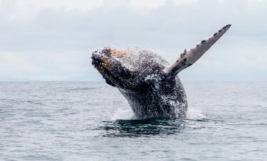 Humanimal Tourism Colombia - Sustainable travel connecting humans animals nature