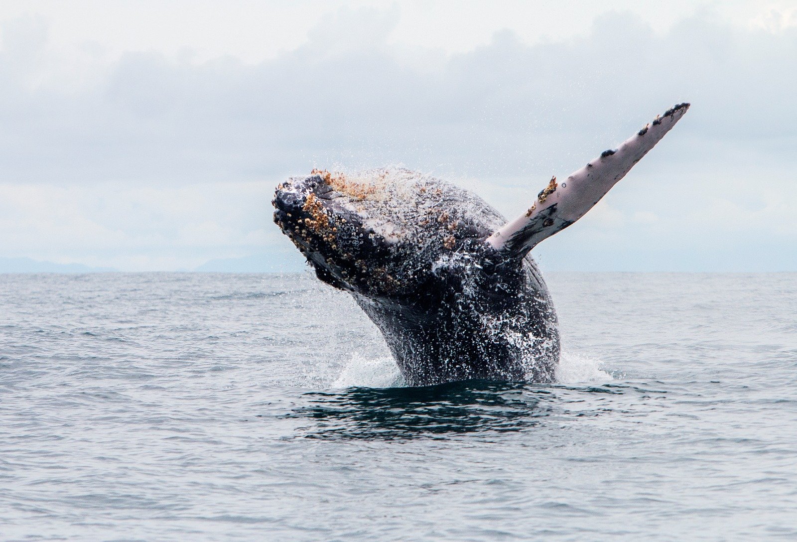Humanimal Tourism Colombia - Sustainable travel connecting humans animals nature