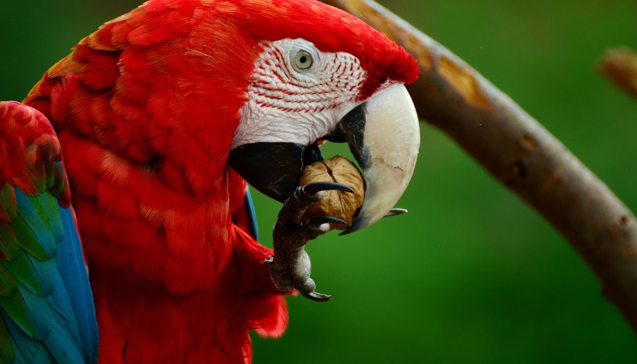 Biodiversidad