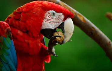 Biodiversidad