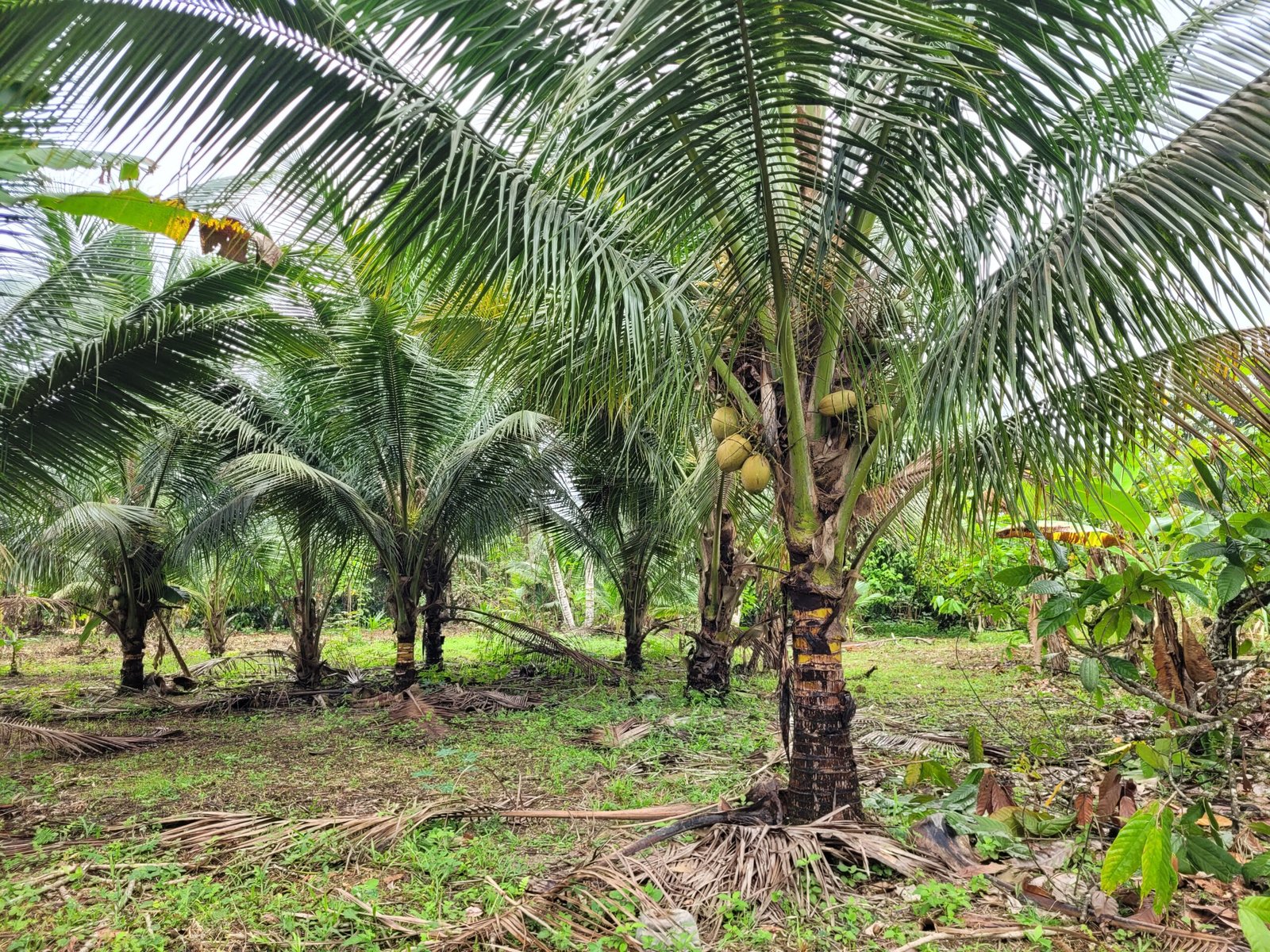 TUMACO