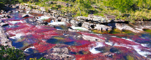 CAÑO CRISTALES