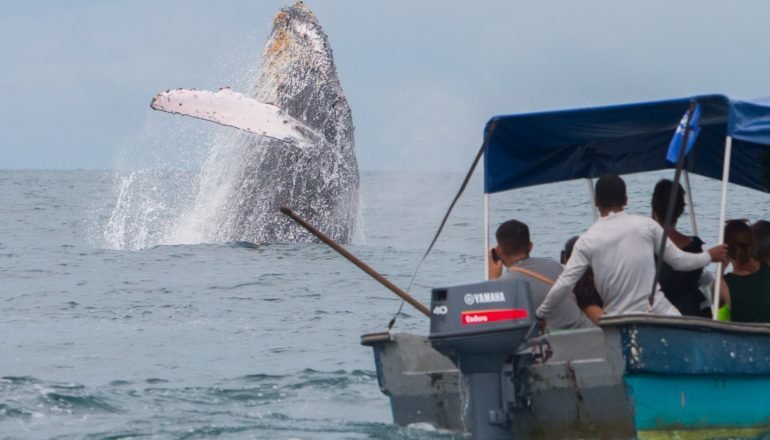 Ballenas Nuquí