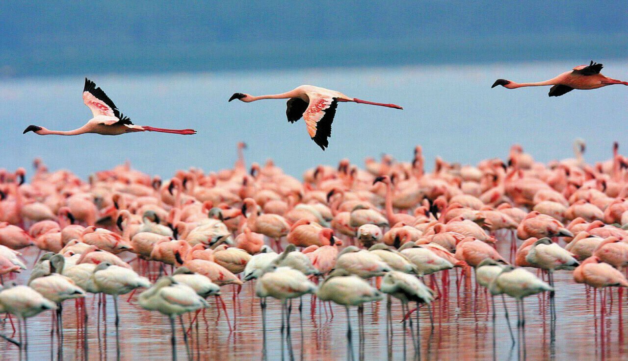 Humanimal Tourism Colombia - Sustainable travel connecting humans animals nature