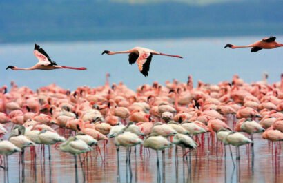 Humanimal Tourism Colombia - Sustainable travel connecting humans animals nature