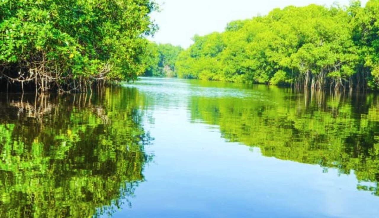 Cienaga de la lecha In colombia colombian mangroves